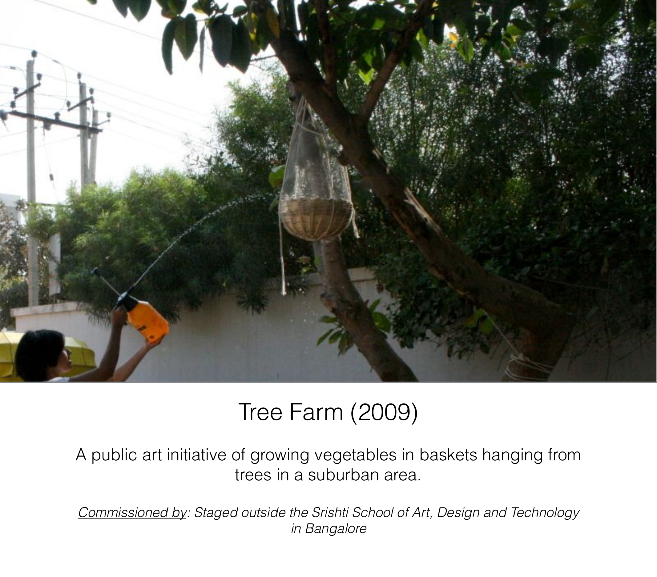 Tree Farm urban agriculture project