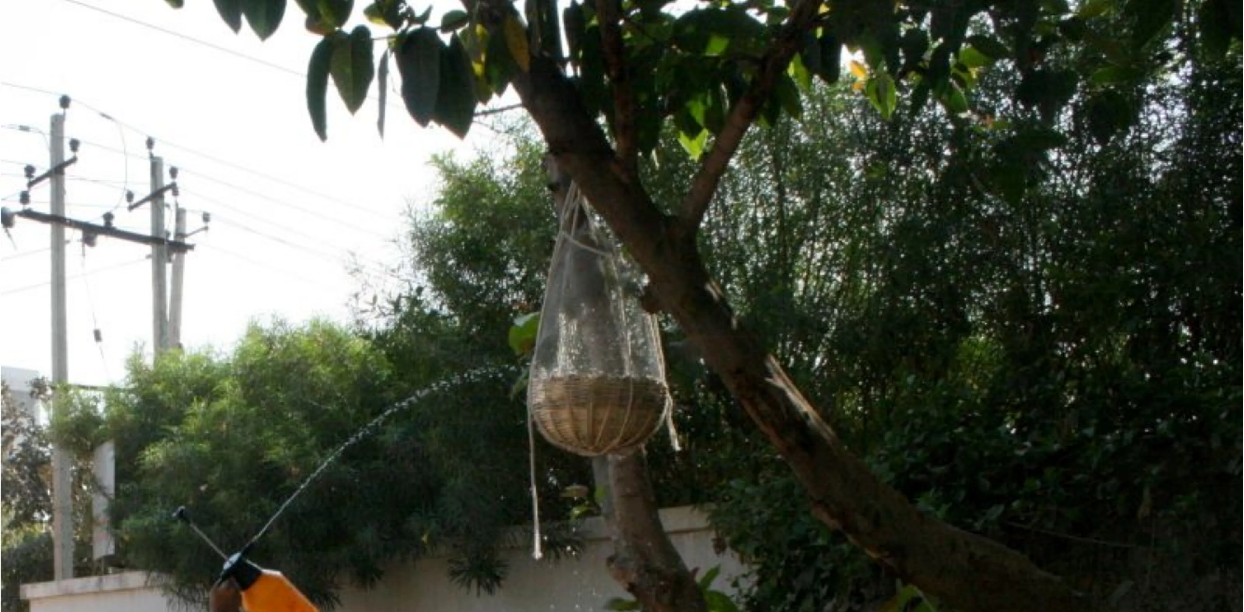 Tree Farm urban agriculture project